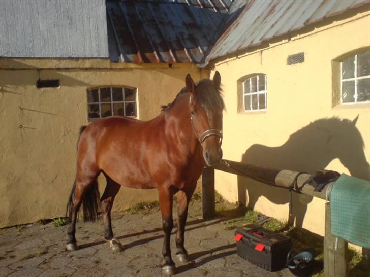 Anden særlig race Bento  - så blank og fin <3 billede 2