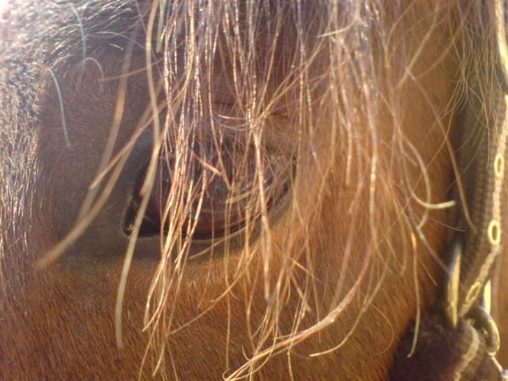 Anden særlig race Bento  - hans fine øje <3 billede 3