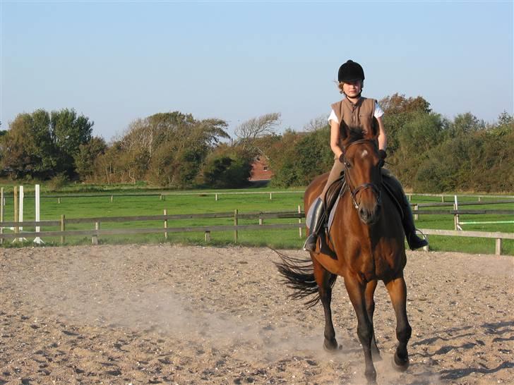 Dansk Varmblod Ramona.  billede 10