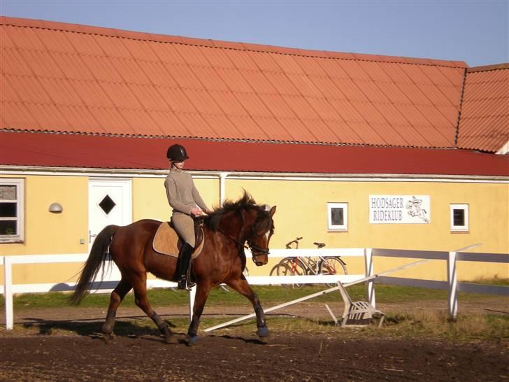 Anden særlig race Bento  - så bliver der redet dressur  billede 4