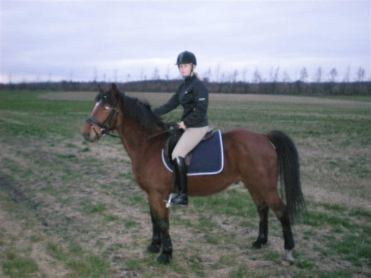 Anden særlig race Bento  - og redet i skoven billede 5