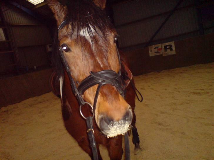 Anden særlig race Bento  - så havde vi fået ny bund i ridehuset - det skulle smages! billede 7