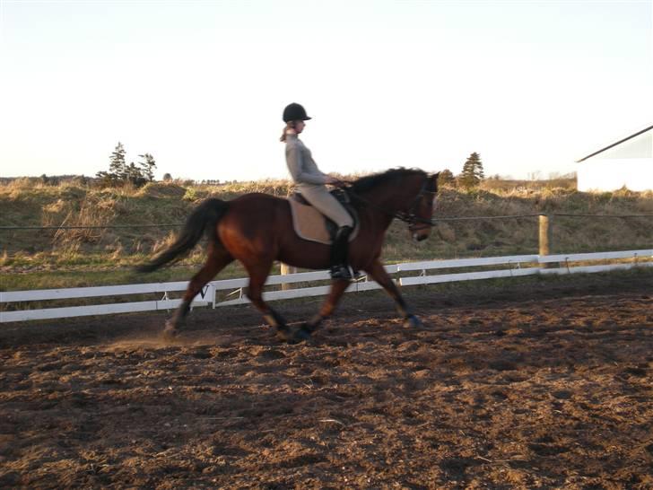 Anden særlig race Bento  - lækker vinterbamse i øgning <3 billede 8