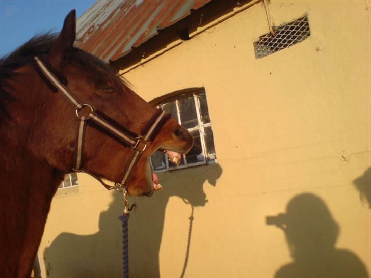 Anden særlig race Bento  - det er hårdt at være en lækker pony! billede 9