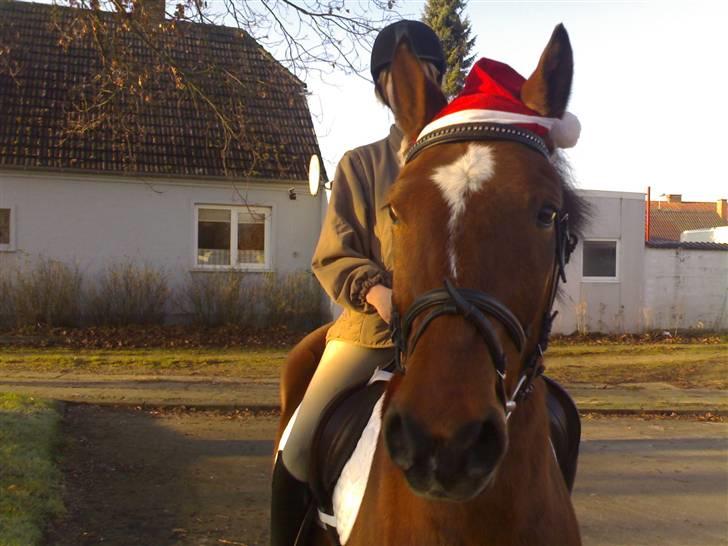 Anden særlig race Bento  - juleoptog i aulum <3 billede 10