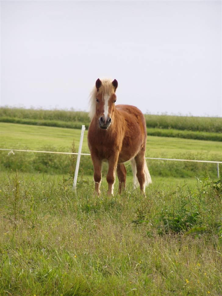 Shetlænder Jochum - Sommeren 2006. Et billede hvor han kunne stå stille(!) billede 2