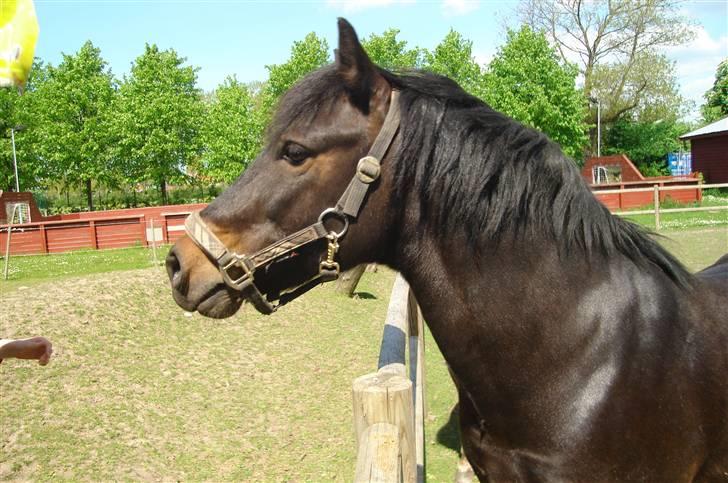 Anden særlig race Fandango SOLGT!! :'( - Jeg er faktisk rimelig smuk (: Foto; LLJ.  billede 5