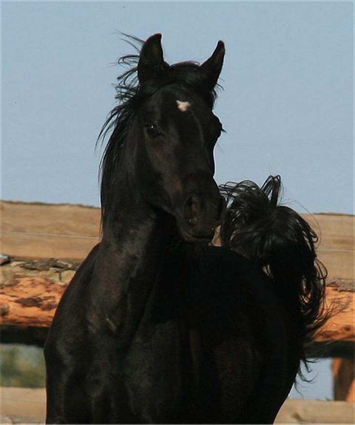 Arabisk fuldblod (OX) D. Magnum Joker - SOLGT - billede 1