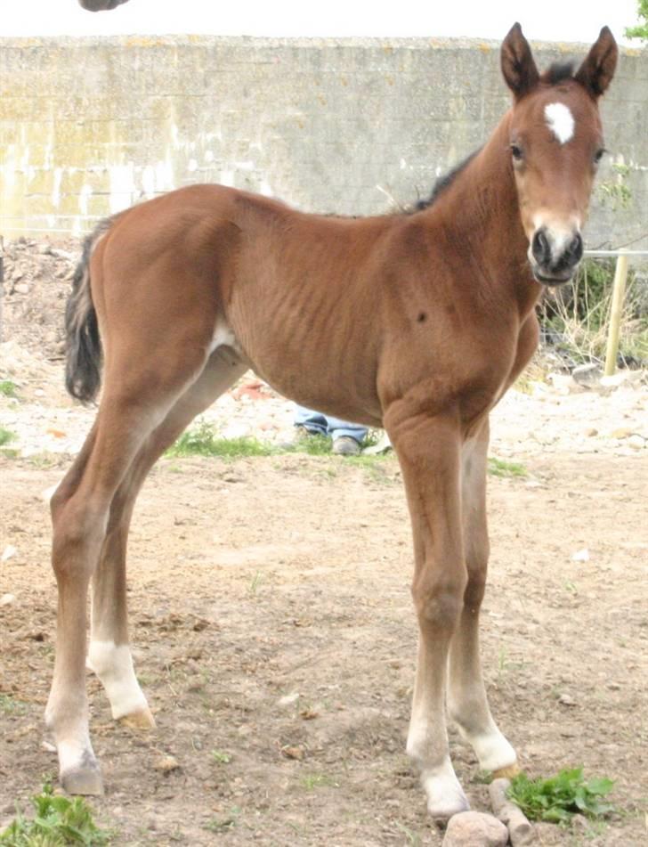 Dansk Varmblod Westphalens Mr. Zeeke *solgt* - taget d 13/5 billede 20