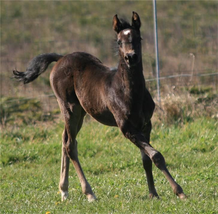 Arabisk fuldblod (OX) D. Magnum Joker - SOLGT - billede 7