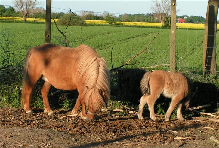 Shetlænder Thorshøjs Menja - Hjemme, glad og rask billede 11