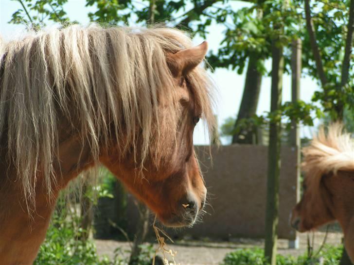 Shetlænder Thorshøjs Menja - Der holdes øje med sønnen billede 12