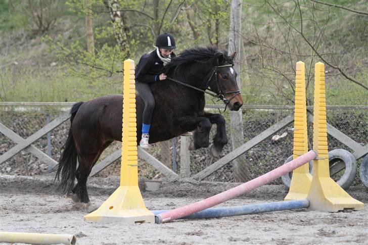 Welsh Cob (sec D) Berta  - Forår/ tæt på sommer 08       Hux foto :) billede 8