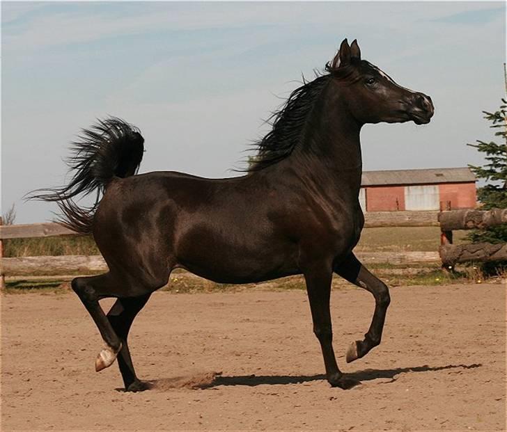 Arabisk fuldblod (OX) Elunah Monpelou billede 2