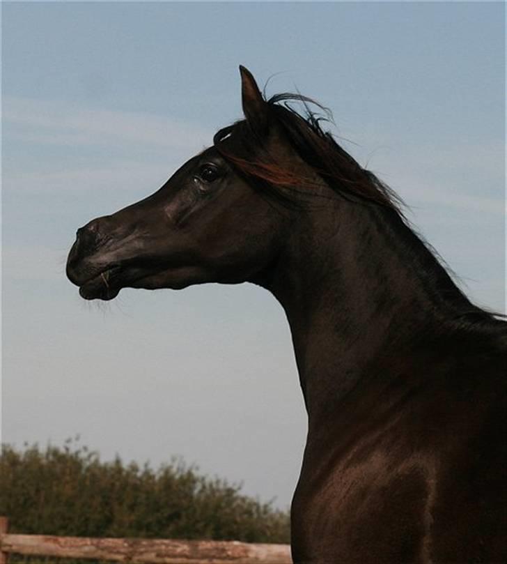 Arabisk fuldblod (OX) Elunah Monpelou billede 3