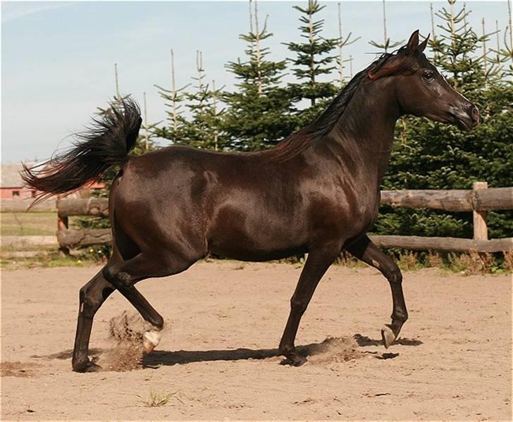 Arabisk fuldblod (OX) Elunah Monpelou billede 5