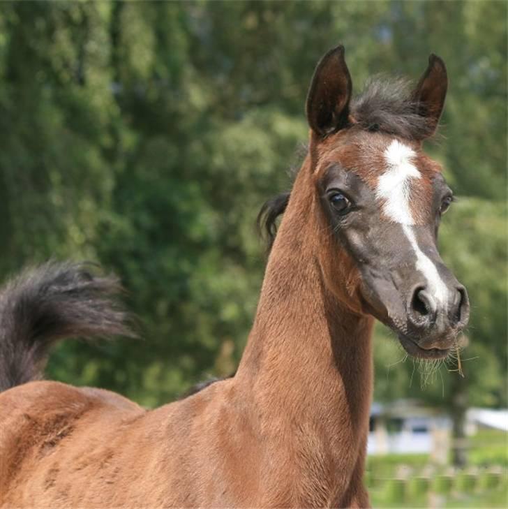 Arabisk fuldblod (OX) Elunah Monpelou billede 8
