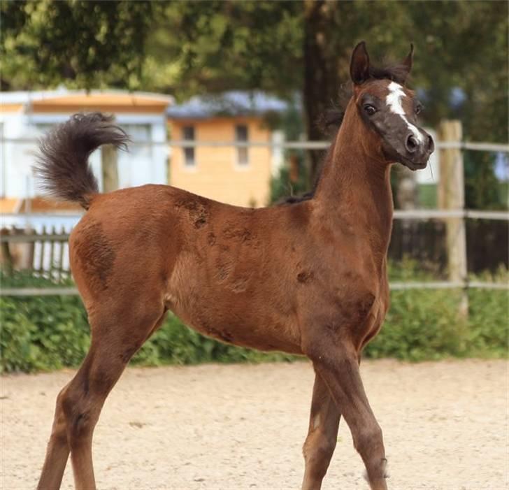 Arabisk fuldblod (OX) Elunah Monpelou billede 9
