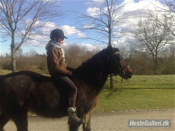 Welsh Cob (sec D) Berta  - marts 08 (Dårlig kvalitet ;s) billede 9