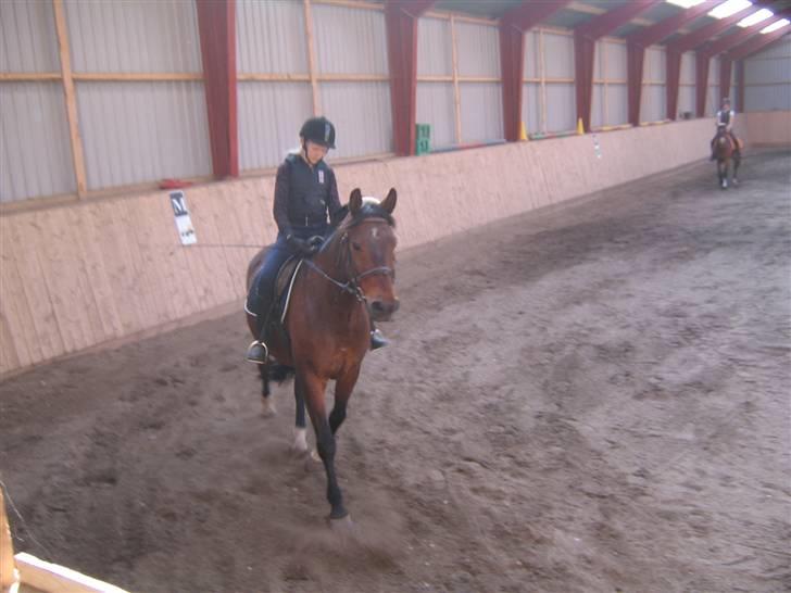 Hannoveraner Fakir gl. part :'( - fakir<´3 igen hehe:) billede 5