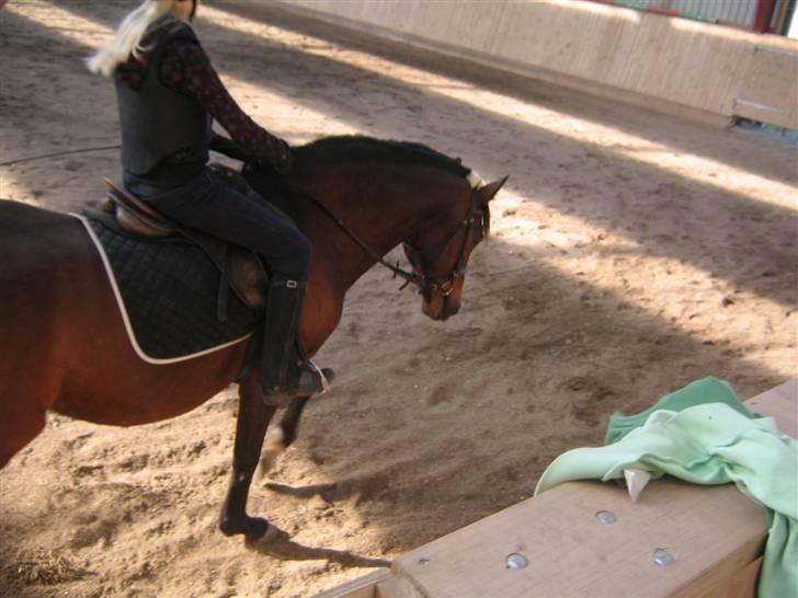 Hannoveraner Fakir gl. part :'( - min lille fakir... billede 6