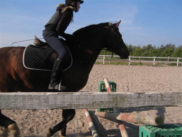 Hannoveraner Fakir gl. part :'( - springning på fakir billede 7