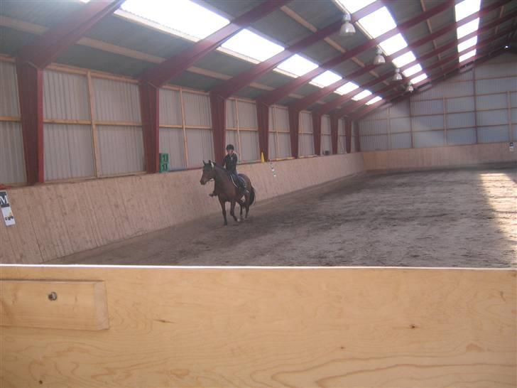 Hannoveraner Fakir gl. part :'( - i ridehuset... hehe billede 9