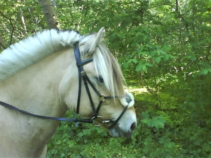 Fjordhest Snip - Første gang på rideskolen. På billledet er vi bare i skoven uden sadel. billede 7