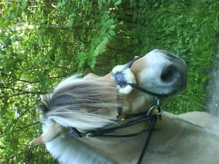 Fjordhest Snip - Sofie tager et til billede af flotte Snipper da vi var i skoven. billede 8