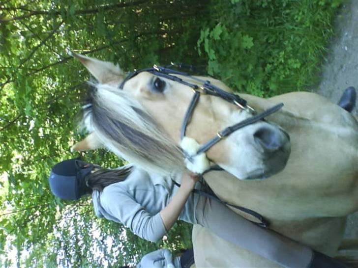 Fjordhest Snip - Og hun tager et til!! billede 9