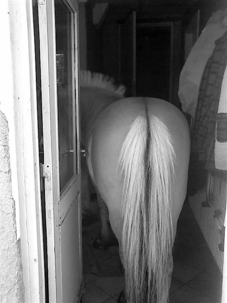 Fjordhest Snip - HAHA den 14 maj 2008 haha han gik ind i bag gangen der hvor vores hunde sover nogle gange han var tørsdig og begynde at tage vand fra vandhanen billede 10