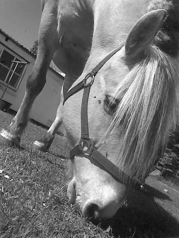 Fjordhest Snip - Vi går li og spiser lidt græs i haven. billede 11