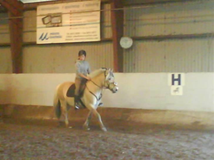 Fjordhest Snip - Første gang på rideskolen<3 billede 12