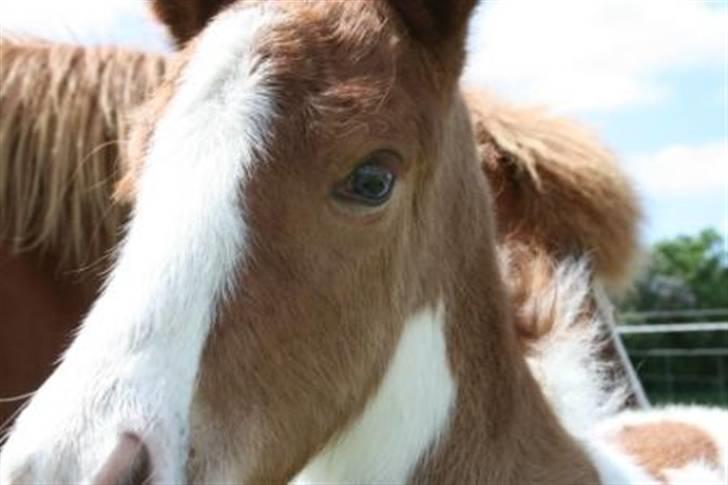 Islænder Töffari fra Holleskov billede 2