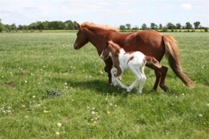 Islænder Töffari fra Holleskov billede 3