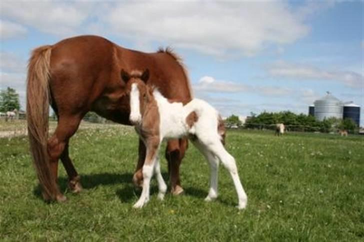 Islænder Töffari fra Holleskov billede 4