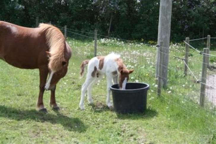 Islænder Töffari fra Holleskov billede 5