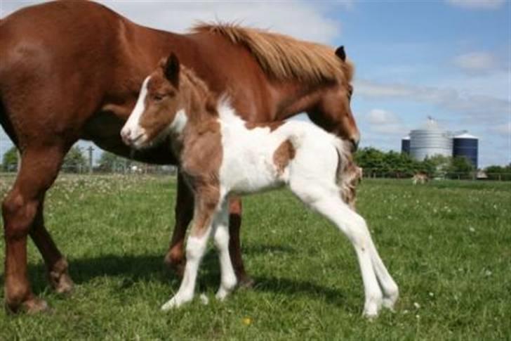 Islænder Töffari fra Holleskov billede 6