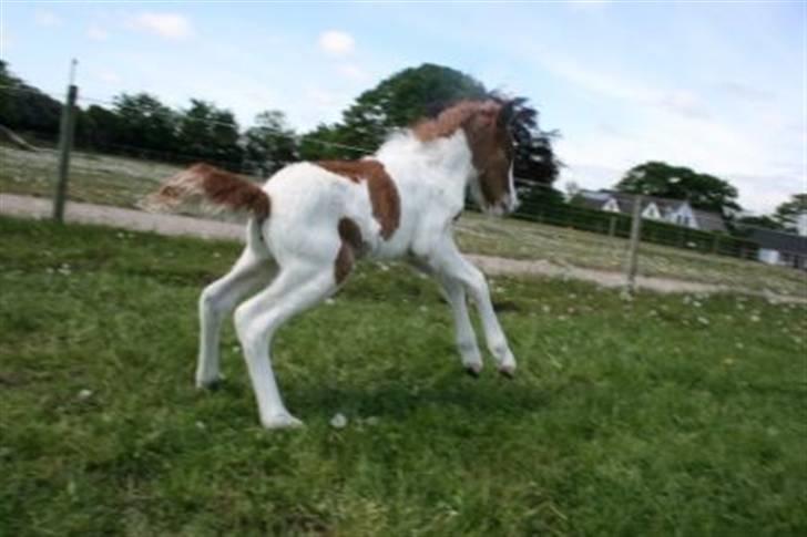 Islænder Töffari fra Holleskov billede 7