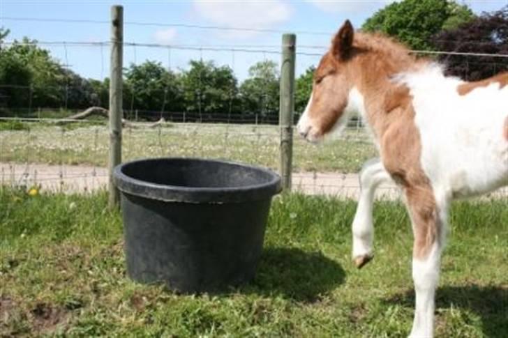 Islænder Töffari fra Holleskov billede 8