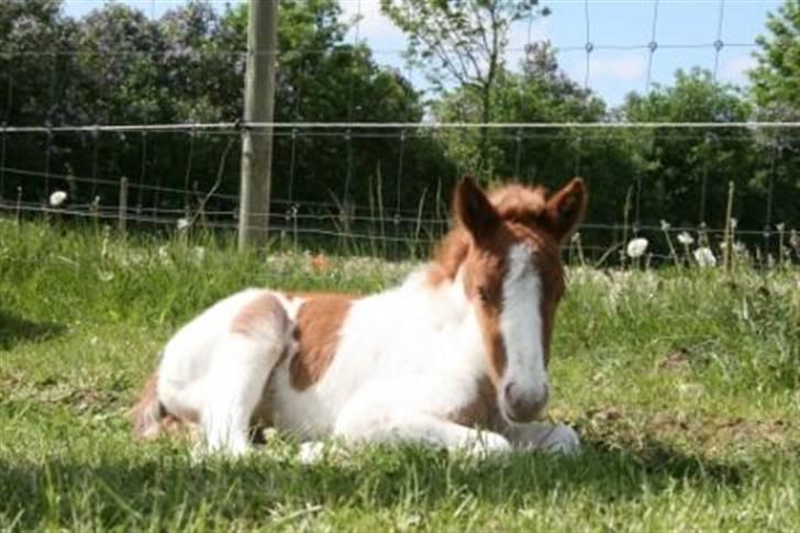 Islænder Töffari fra Holleskov billede 9