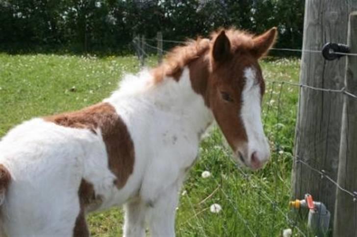 Islænder Töffari fra Holleskov billede 10