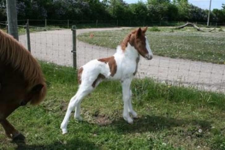 Islænder Töffari fra Holleskov billede 1