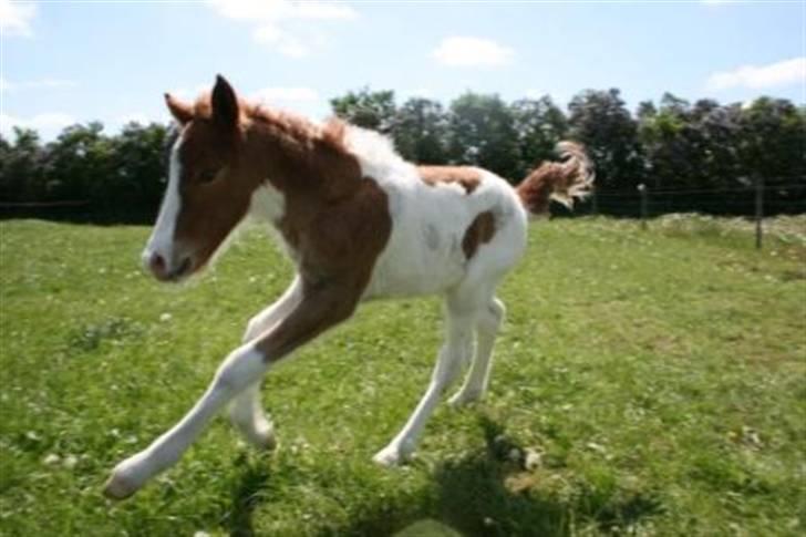 Islænder Töffari fra Holleskov billede 11