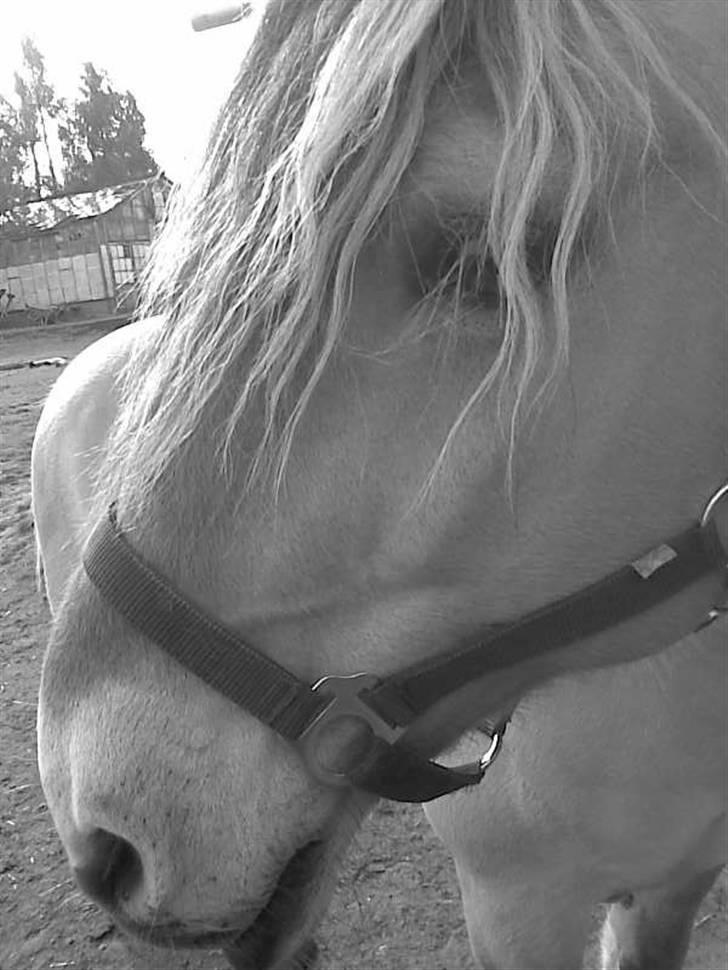 Fjordhest Snip - Han havde haft fransk fletning i pande lokken så han havde krøller bare så sødt. billede 13