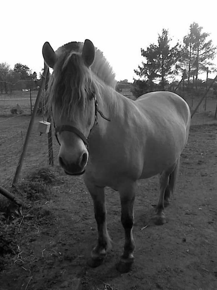 Fjordhest Snip - Hihi der havde han ogs krøller billede 14