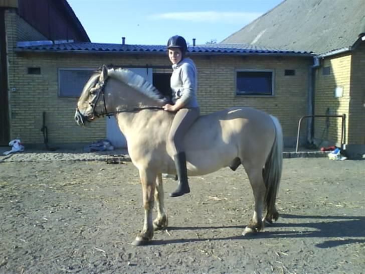 Fjordhest Snip - Vi havde li været i skoven og Sofie ville tage et billede billede 16