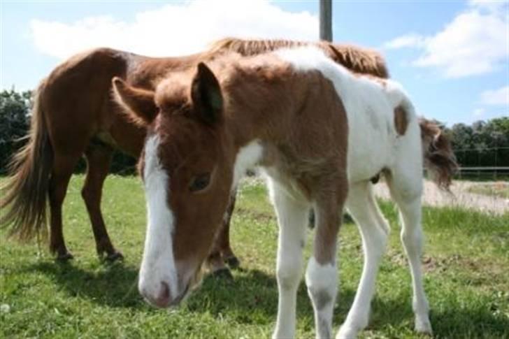 Islænder Töffari fra Holleskov billede 12