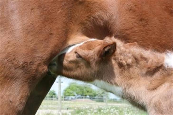 Islænder Töffari fra Holleskov billede 13