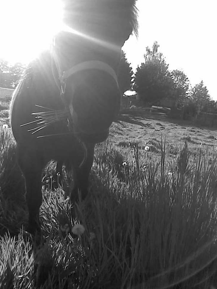 Shetlænder Oline - På marken. billede 7